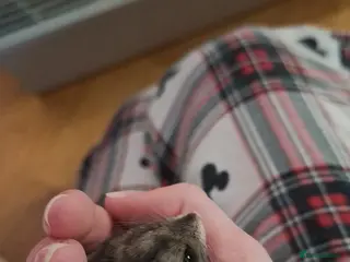 Hamster rodents Dwarf Russian hamster - Advert 1