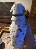 Dalmatian dogs Dalmatians BOYS and GIRLS - Advert 2