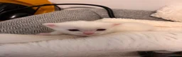 Mixed Breed cats for sale: Pure white male Turkish Angora/Domestic Short Hair - Advert 33
