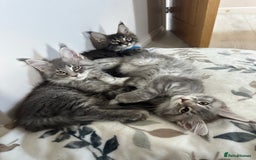 Maine Coon cats for sale: Gorgeous Pure Breed Maine Coon Kittens - Image 26