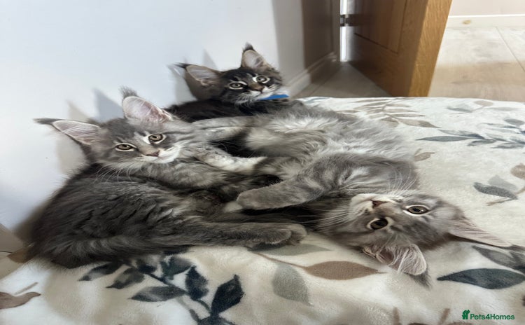 Maine Coon cats - Advert 2