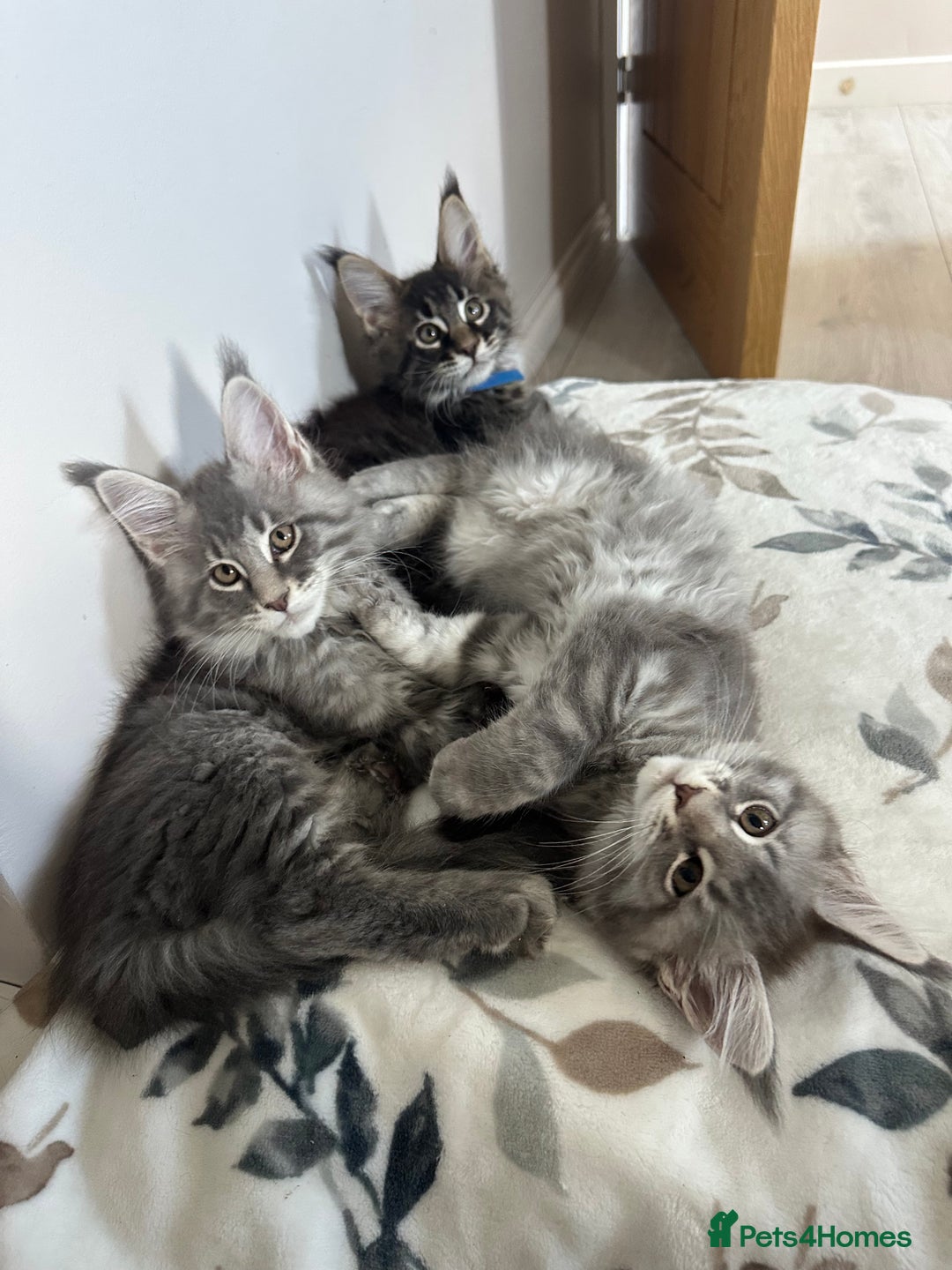 Maine Coon cats for sale: Gorgeous Pure Breed Maine Coon Kittens - Image 26