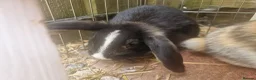 Mixed Breed rabbits for sale: Mini lop and mini lops x rex - Advert 3