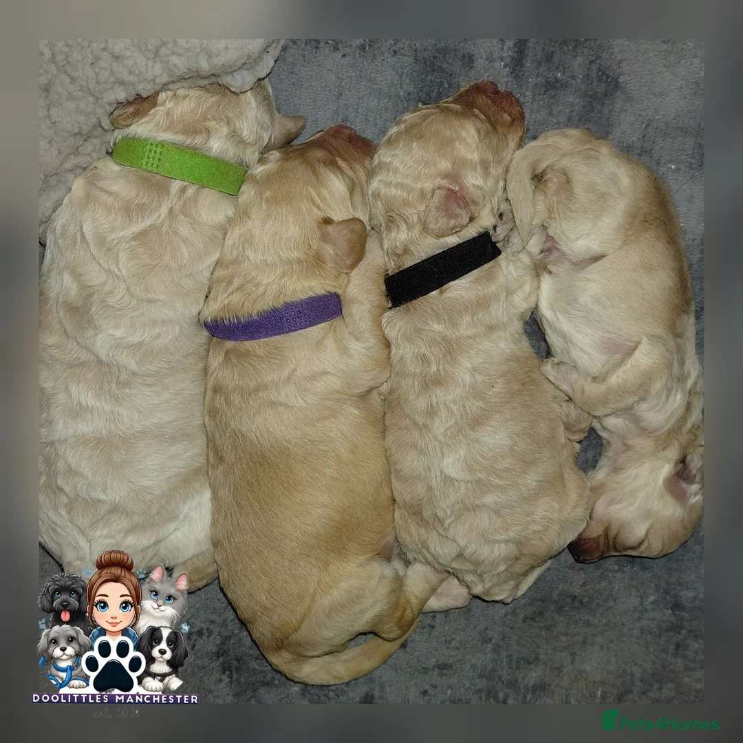 Cavapoo dogs for sale: 5* F1B Cavapoos  - Advert 2