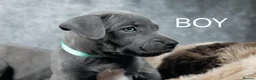 Staffordshire Bull Terrier dogs for sale: Blue staffies - Advert 6