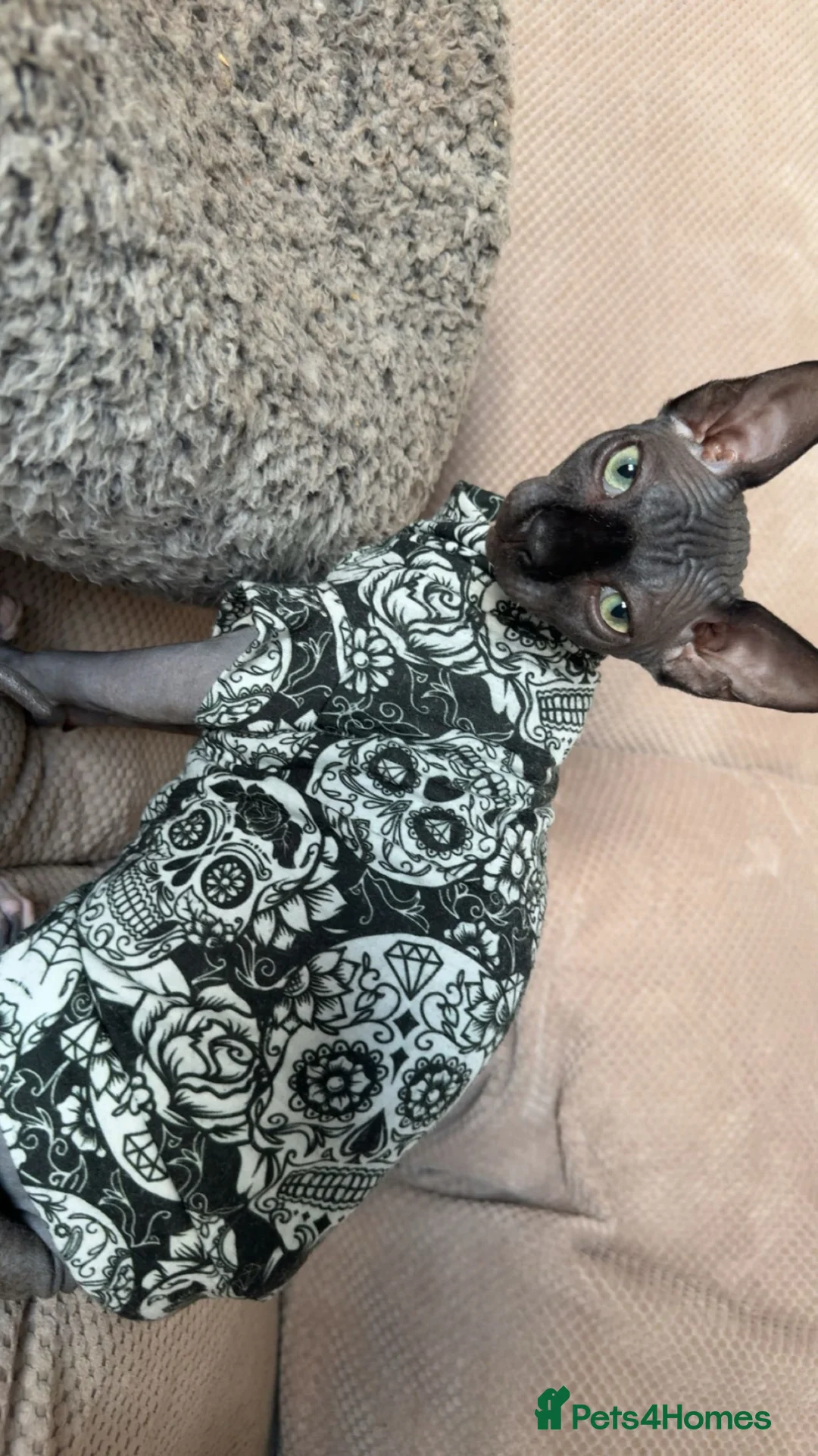 Sphynx cats for sale: Male Sphynx cat  in Blandford Forum - Advert 1