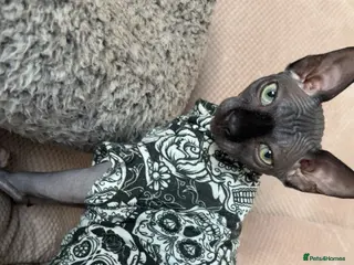 Sphynx cats Male Sphynx cat - Advert 7