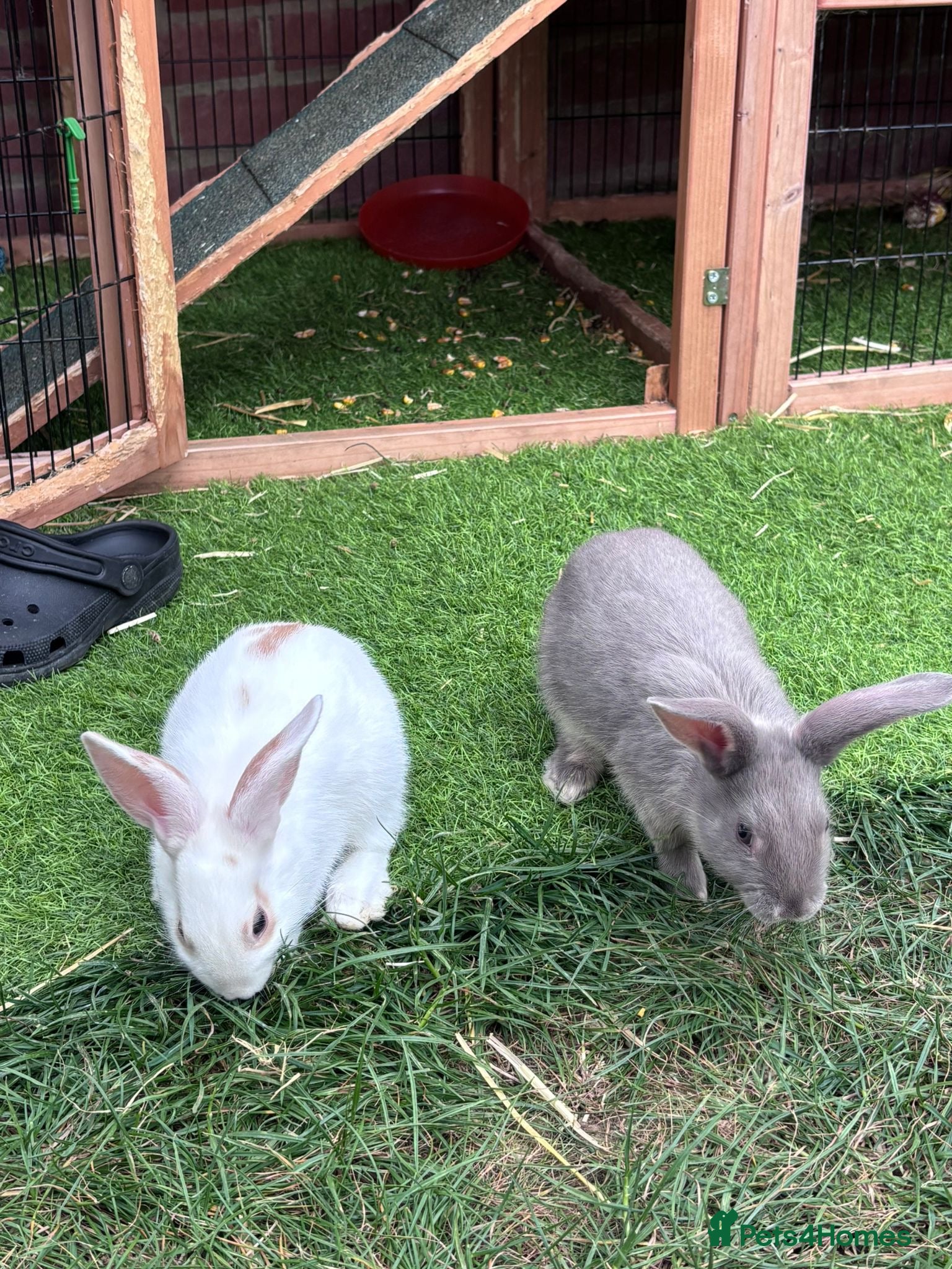 Mixed Breed rabbits 3 Mini Rex Lops - Advert 1