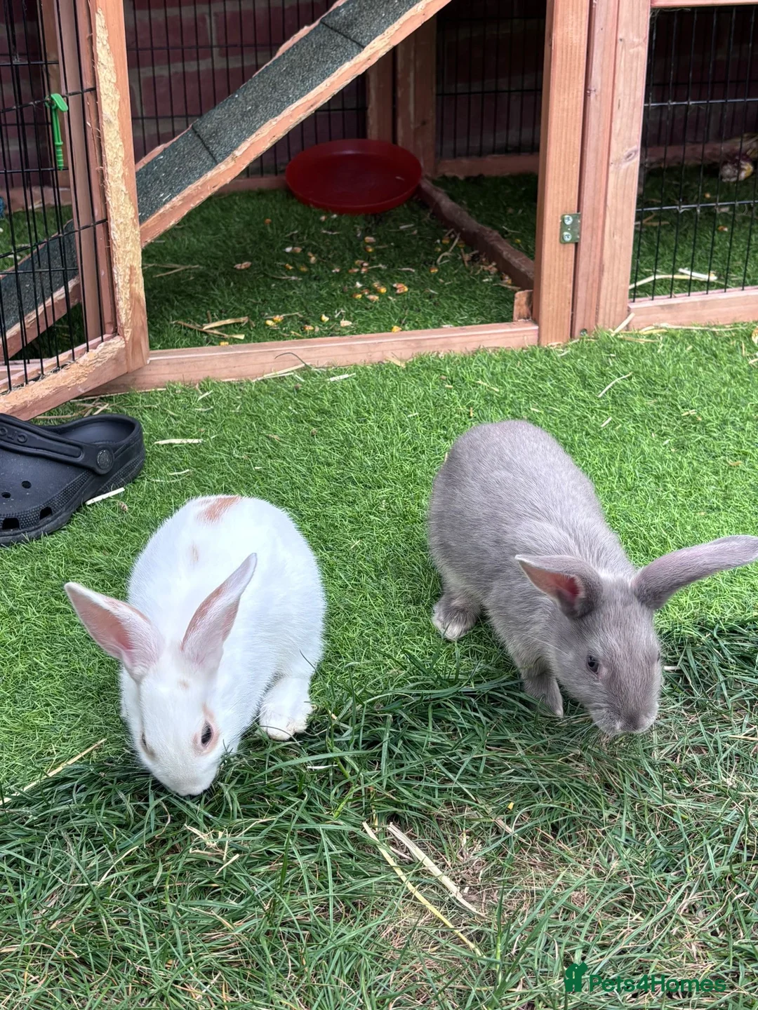 Mixed Breed rabbits for sale: 3 Mini Rex Lops in Weymouth - Advert 1