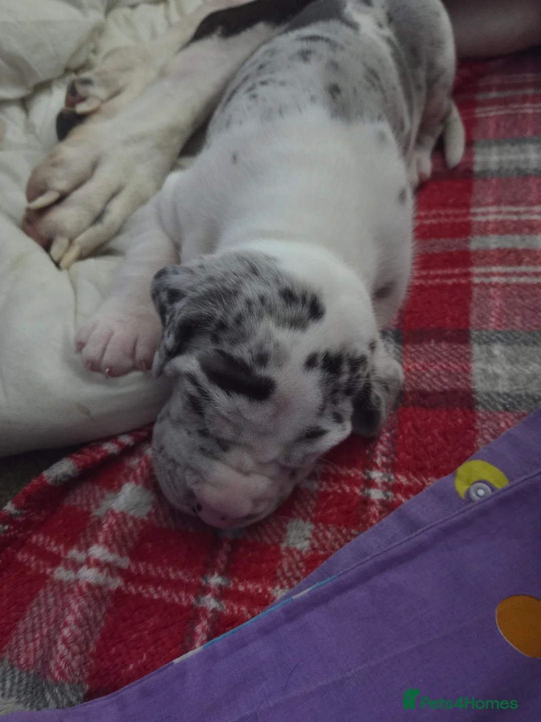 Great Dane dogs for sale: Greatdane puppies forsale - Advert 10