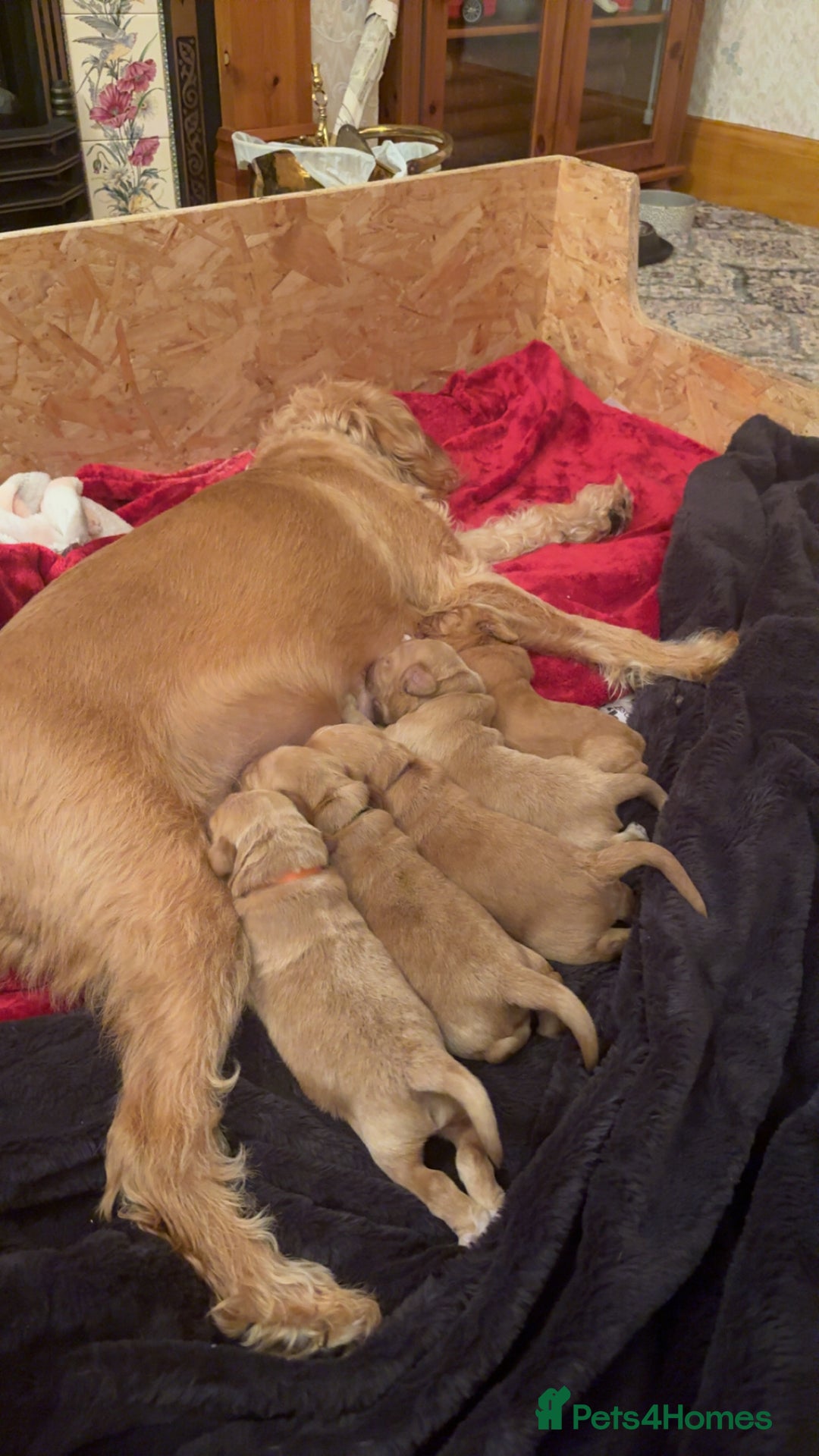 Labradoodle dogs for sale: Beautiful litter of 5 labradoodle puppies  - Image 11