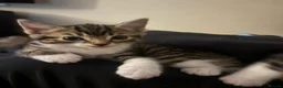 Mixed Breed cats for sale: 5 gorgeous kittens ready now!  - Advert 11