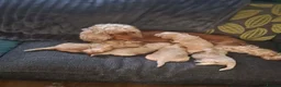 Cockapoo dogs for sale: F1 Cockerpoos  in Telford - Advert 6