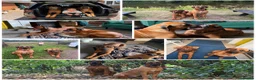 Rhodesian Ridgeback dogs for sale: Bred for beauty. Build and temperament. in Market Drayton - Advert 6