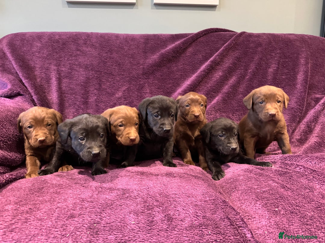 Labrador Retriever dogs for sale: Black Labrador Puppies, 5* Licensed Breeder - Advert 11