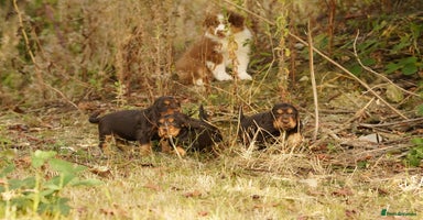 Cocker Spaniel dogs - Advert 13