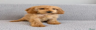 Cockapoo 2