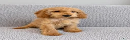 Cockapoo dogs for sale: Cockapoo Puppies Ready Now  - Advert 11