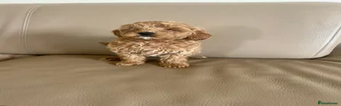 Cavapoo 5