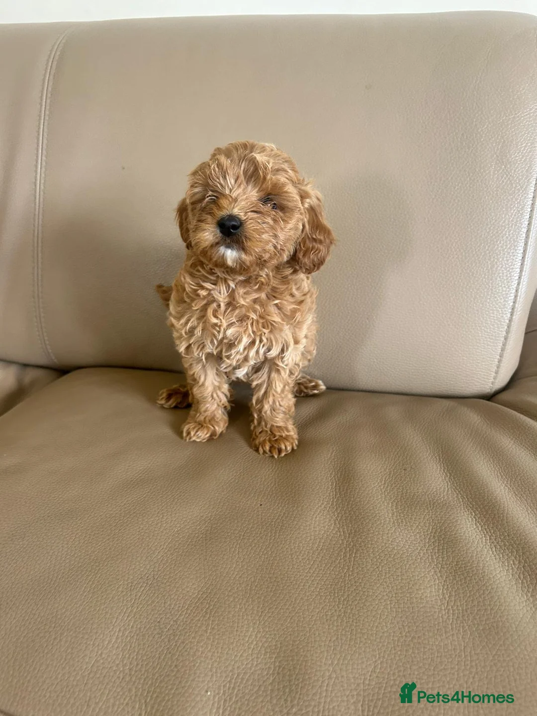 Cavapoo dogs for sale: Beautiful f2b cavapoo puppy’s  in Huntingdon - Advert 2