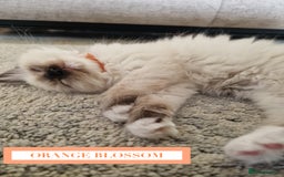 Ragdoll cats for sale: GORGREOUS 1/2 PEDIGREE RAGDOLL KITTENS 💗 - Image 11