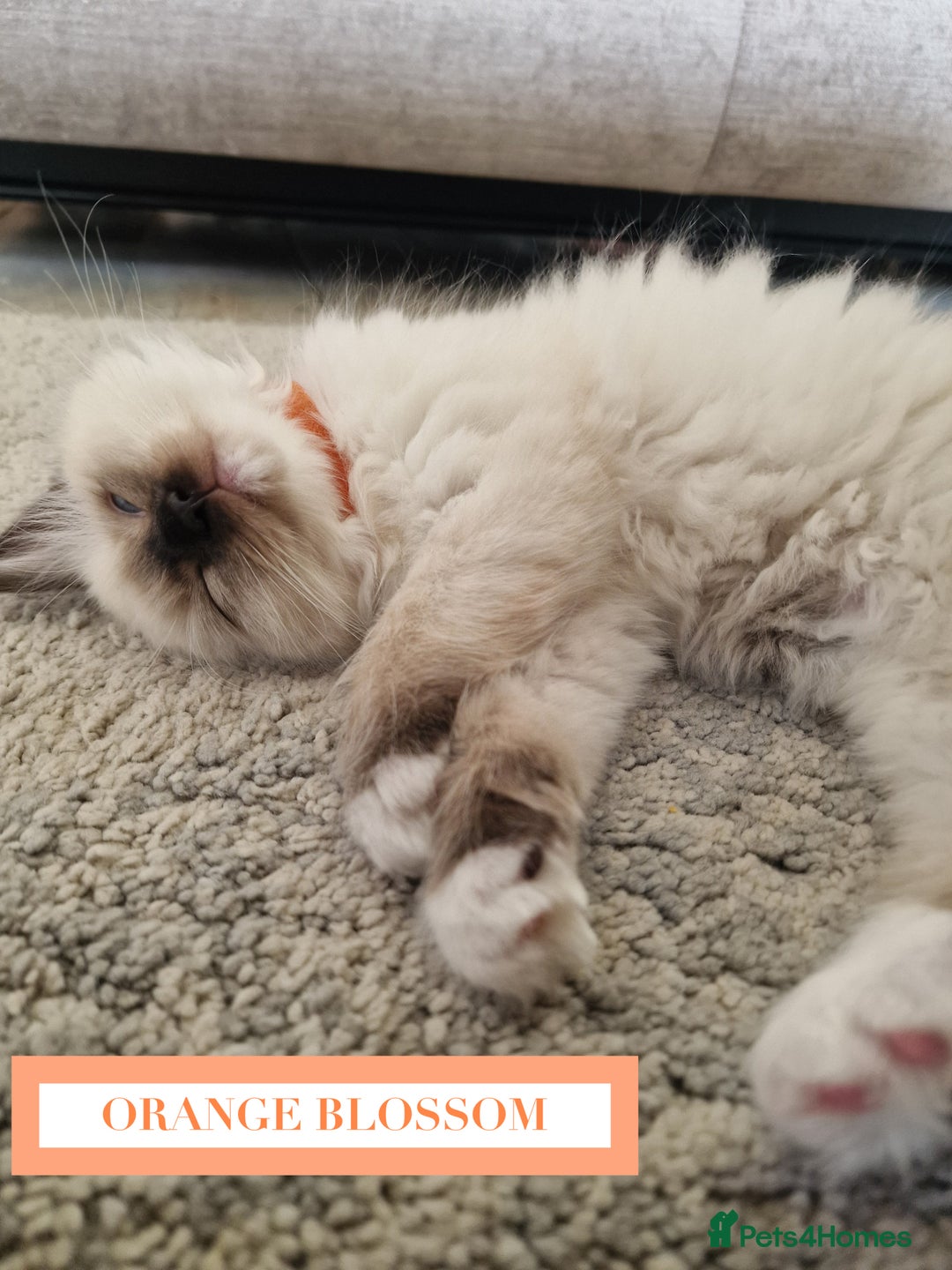 Ragdoll cats for sale: GORGREOUS 1/2 PEDIGREE RAGDOLL KITTENS 💗 - Image 11