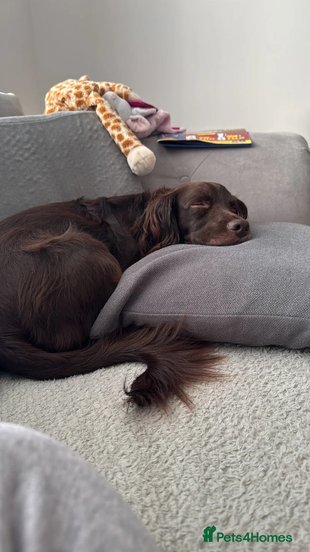 Cocker Spaniel dogs for sale: Woody - cocker spaniel boy  - Advert 3