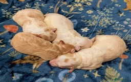 Maltipoo dogs for sale: Stunning Toy Maltipoo Puppies - Image 5