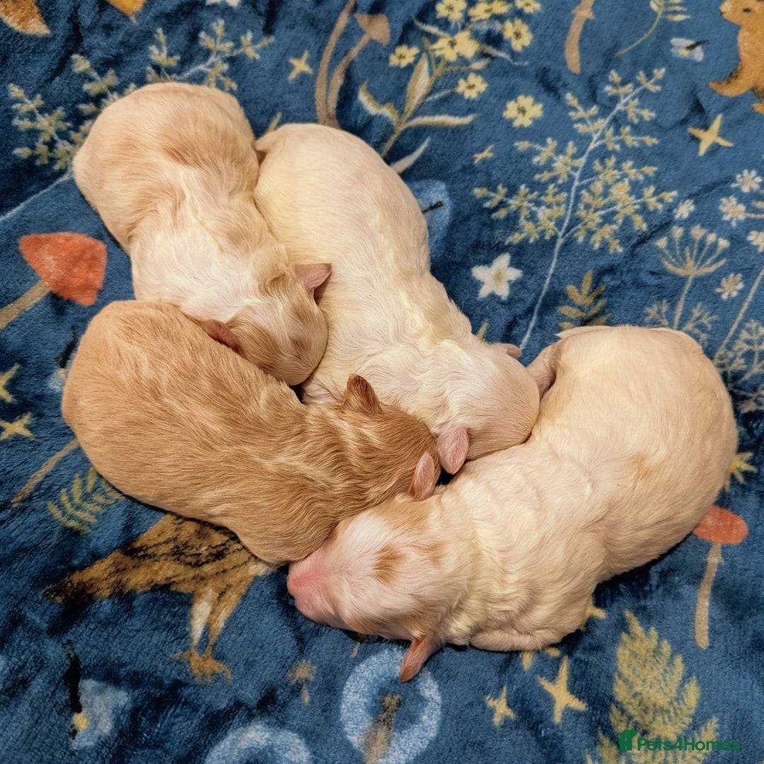 Maltipoo dogs for sale: Stunning Toy Maltipoo Puppies - Image 5