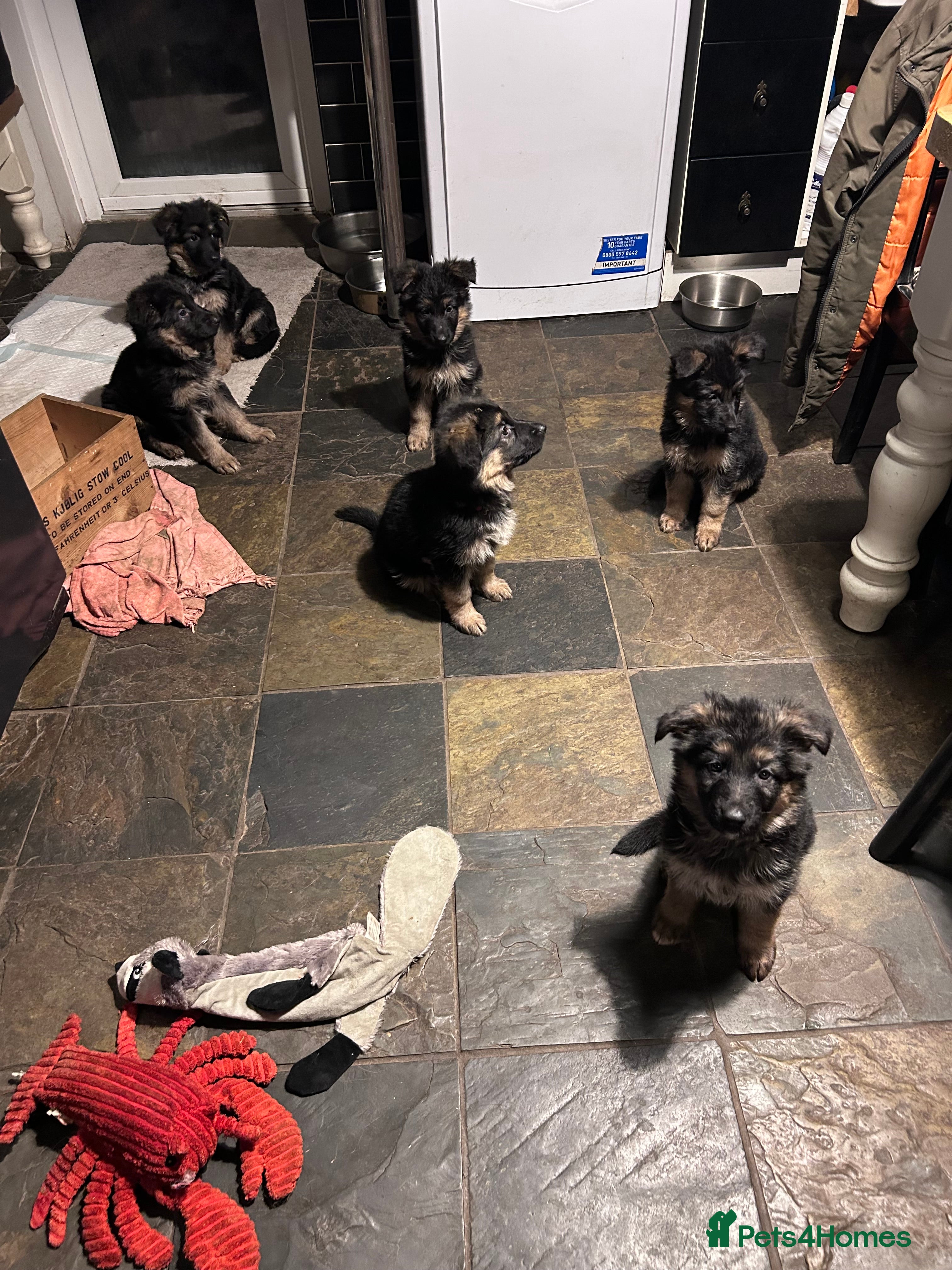 German Shepherd dogs Pure breed German shepherd puppies  - Advert 12