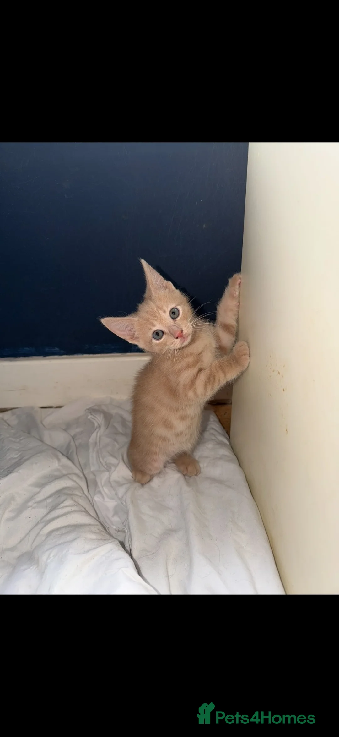 Mixed Breed cats for sale: Kittens DESPERATELY looking for their new homes🐾 in Alexandria - Advert 6