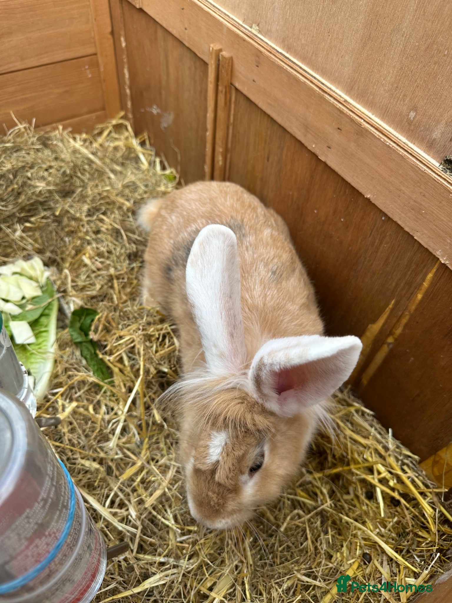 Lionhead rabbits Lion-head Rabbit - Male - Advert 1