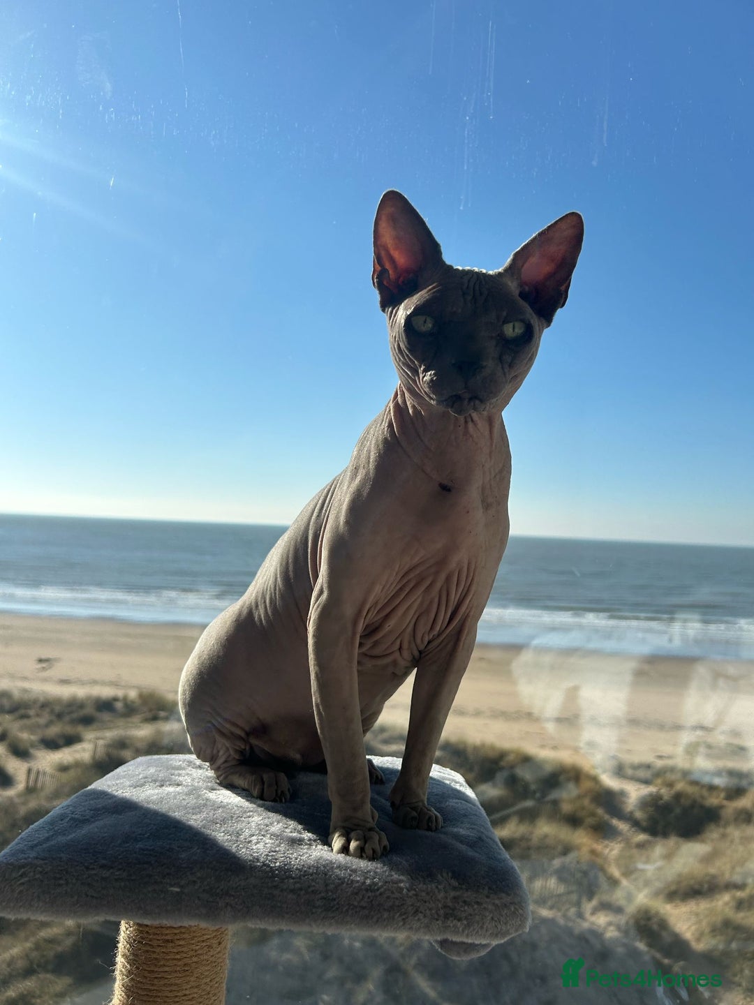 Sphynx cats for sale: Two beautiful boys  - Image 5