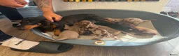 Miniature Dachshund dogs for sale: Miniature dachshund  - Advert 11