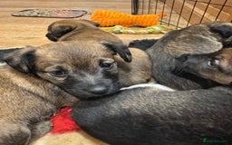 Jack Russell dogs for sale: Beautiful Stocky Short Terriers - Image 13