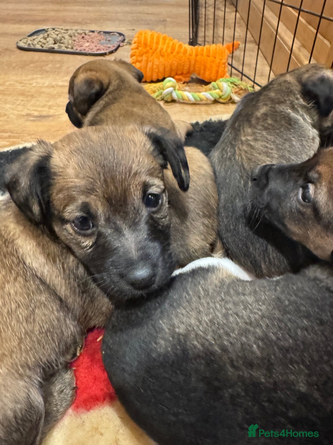 Jack Russell dogs for sale: Beautiful Stocky Short Terriers - Image 13