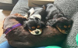 Cavalier King Charles Spaniel dogs for sale: 2 Female King Charles Cavaliers   - Advert 14