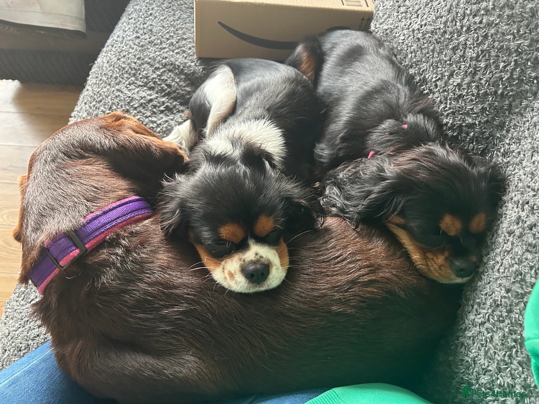 Cavalier King Charles Spaniel dogs for sale: 2 Female King Charles Cavaliers   - Advert 14