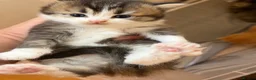 British Longhair cats for sale: 4 Gorgeous Fluffy Kittens Ginger Boys Tabby Girls - Advert 6