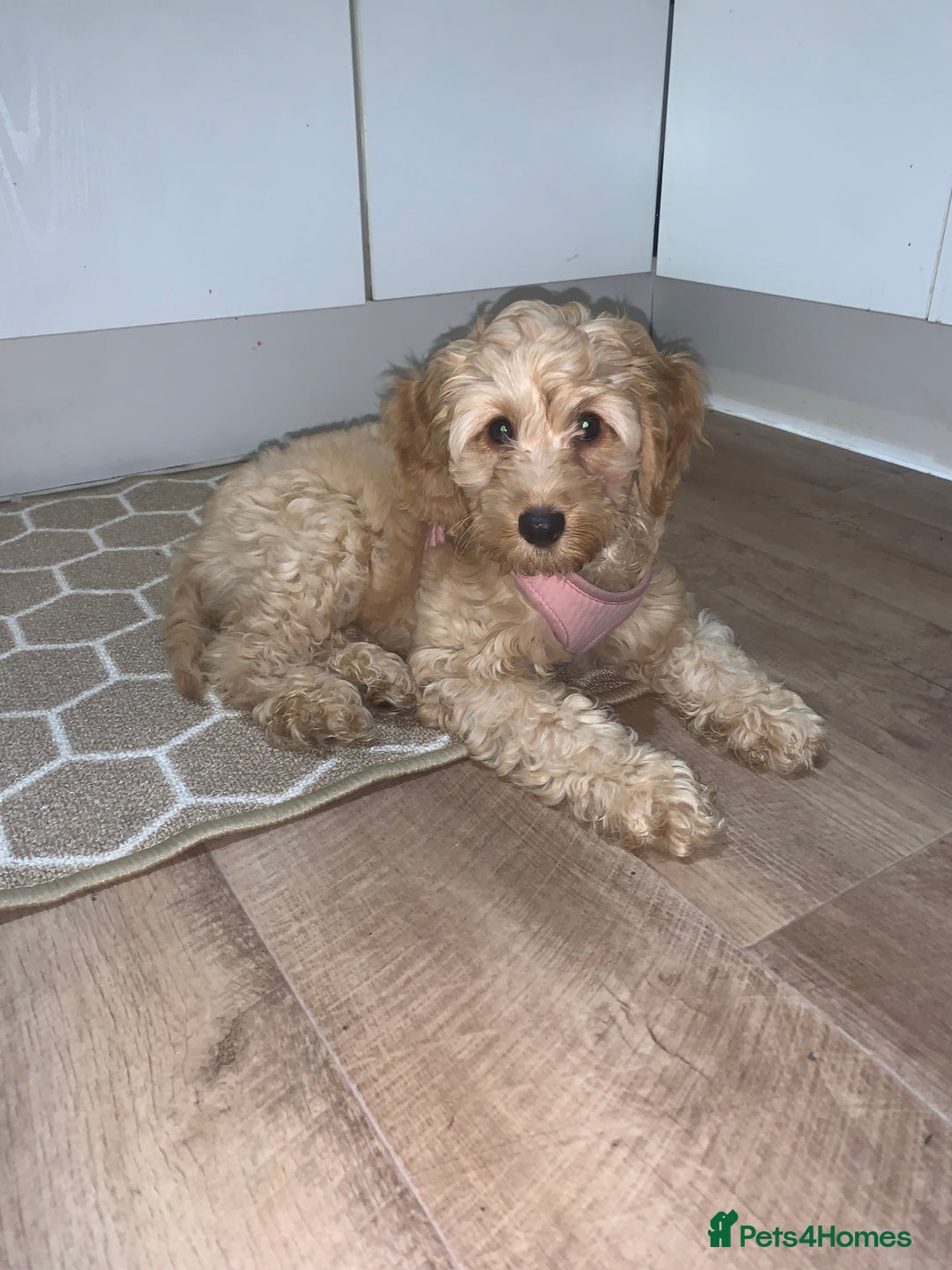 Cockapoo dogs for sale: Cockapoo - Advert 3