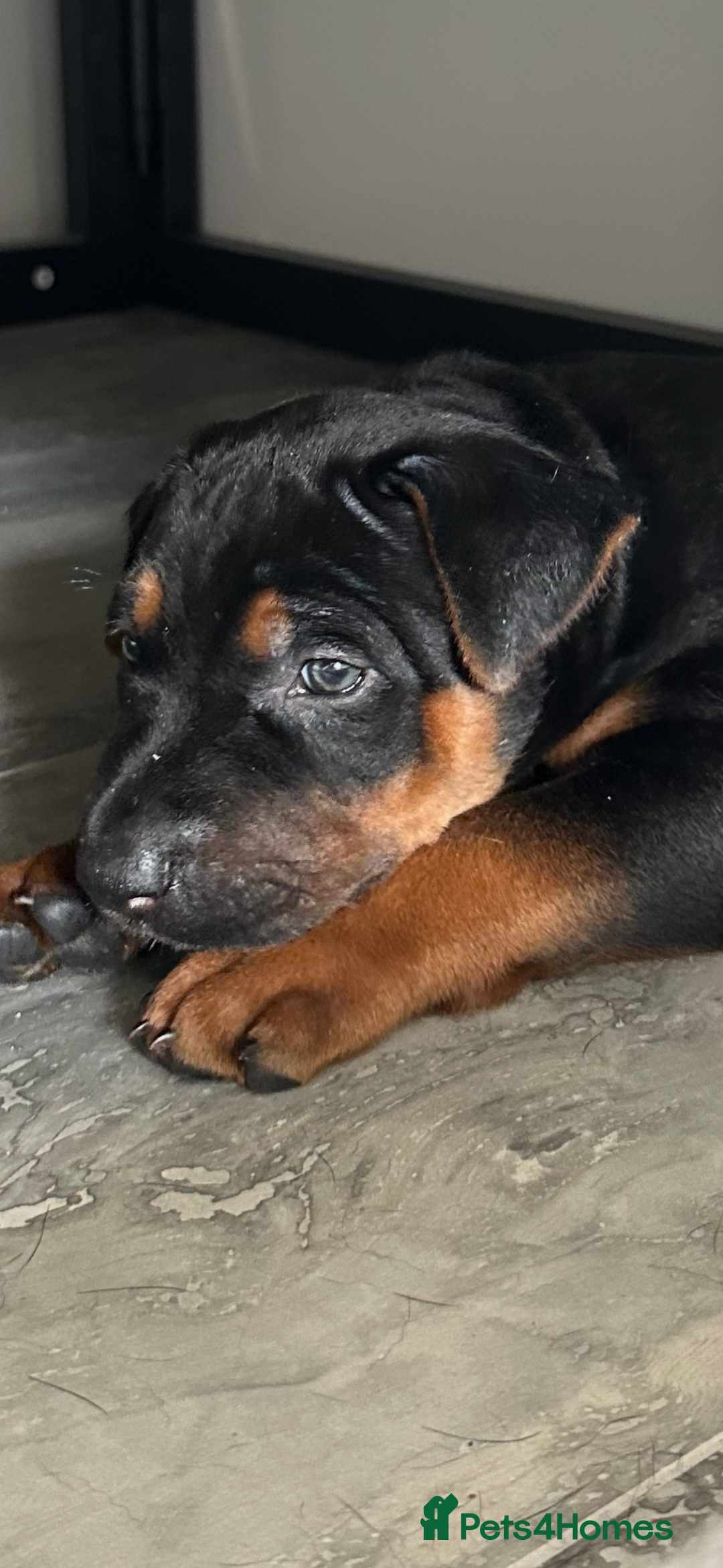 Mixed Breed dogs for sale: Pure breed Chinese red dog puppies/Laizhou Hong - Image 24