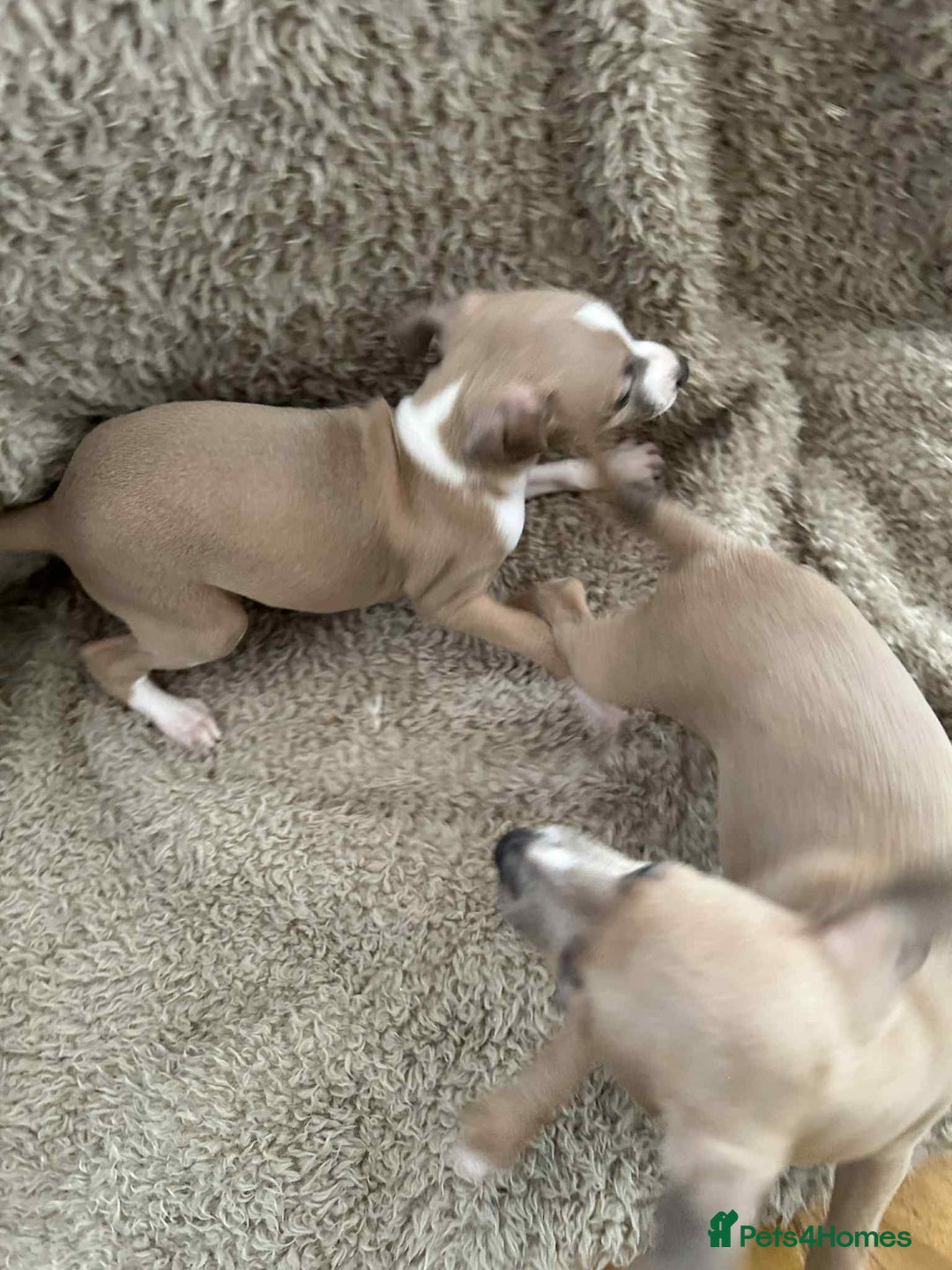 Italian Greyhound dogs for sale: italian greyhound puppies for sale - Image 4