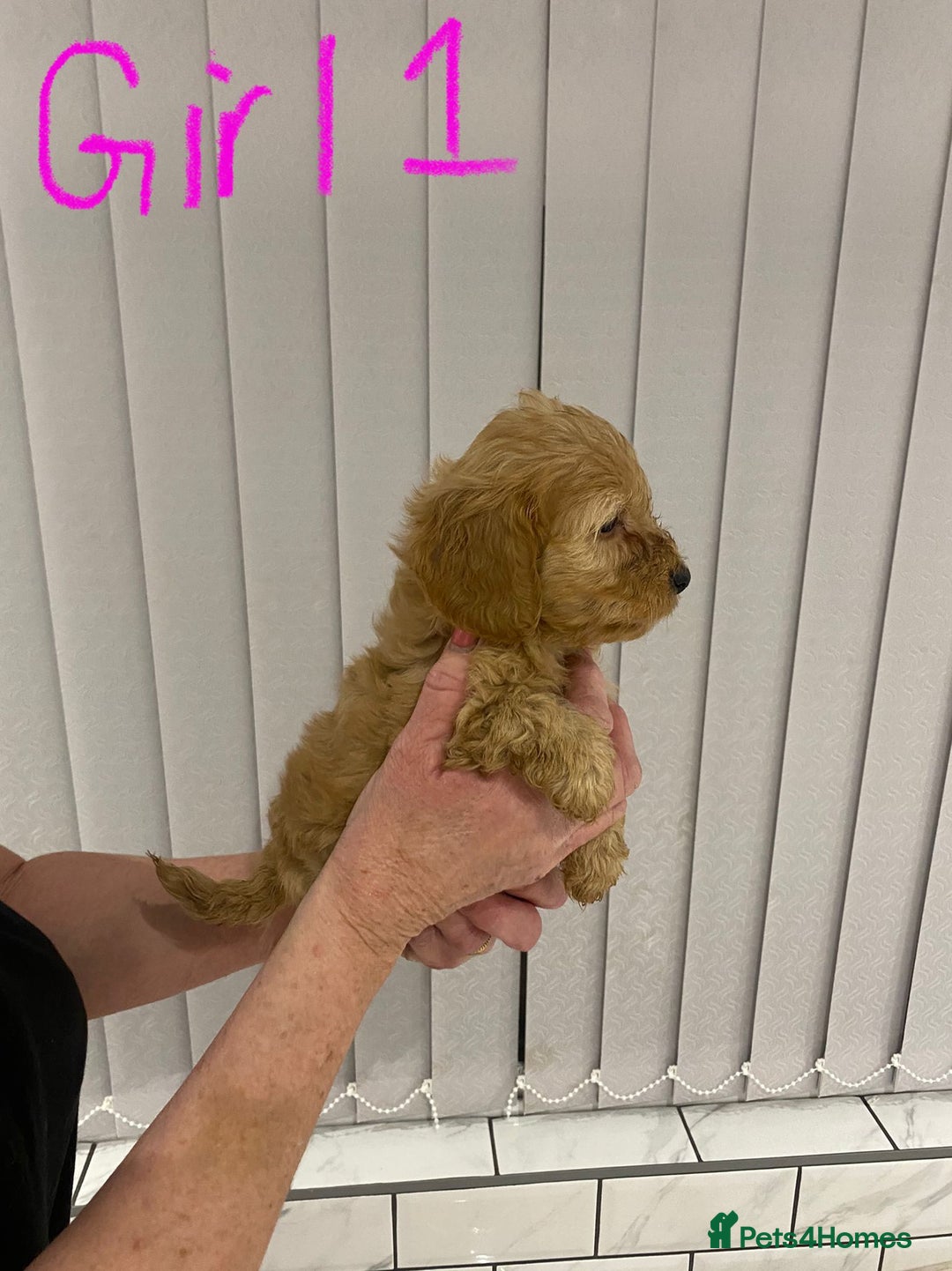 Cockapoo dogs for sale: F1 Red Cockapoo Puppies  - Advert 4