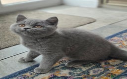 British Shorthair cats for sale: LAST CHUNKY BOY Cute Bristish Short Hair Kittens  - Image 5