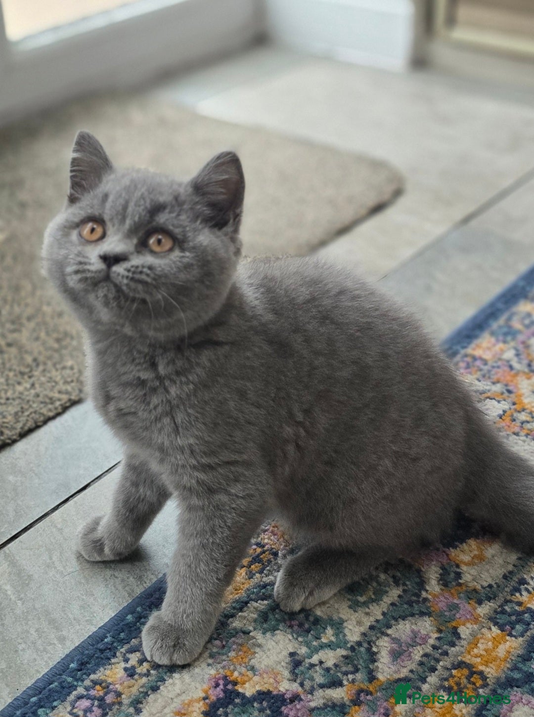 British Shorthair cats for sale: LAST CHUNKY BOY Cute Bristish Short Hair Kittens  - Image 5