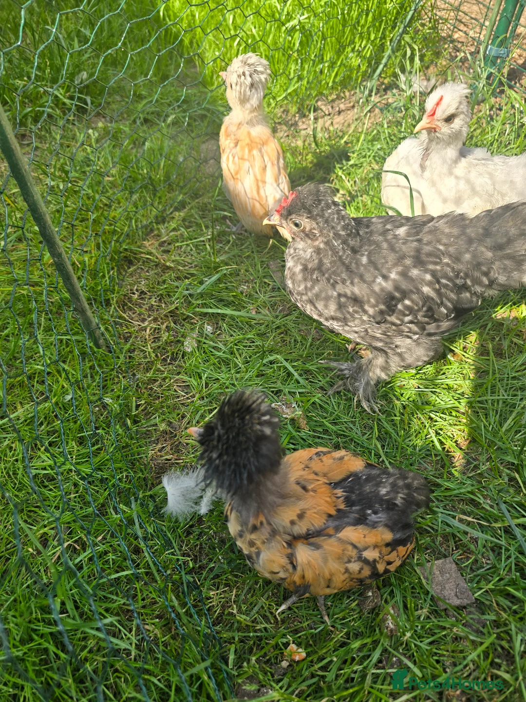 Chickens poultry for sale: Bantams, silkie, Polish chicks - Advert 2