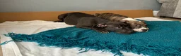 Shorty Bull dogs for sale: JAW-DROPPING POCKET BULLIES – IMPRESSIVE GENETICS  - Advert 11