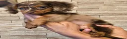 Miniature Dachshund dogs for sale: REDUCED last boy longhair  - Advert 6