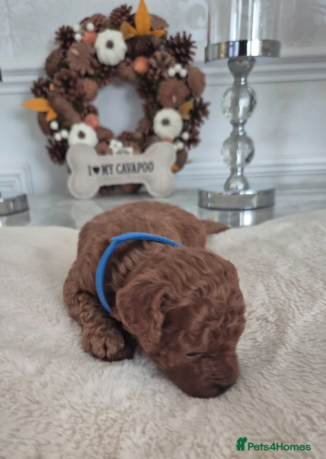 Cavapoo dogs for sale: F1B HEALTH TESTED CAVAPOO PUPPIES  - Advert 37