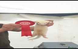 Ferret rodents for sale: Amazing Albino Ferret Kits - Image 4